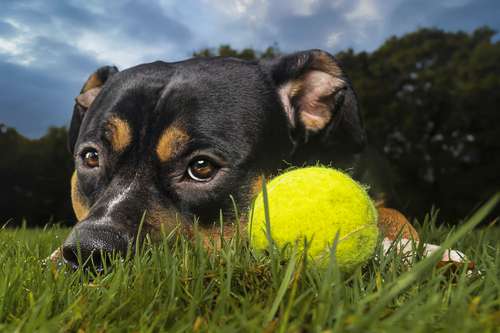 Dog Training: 5 Amazing Facts You Need To Know