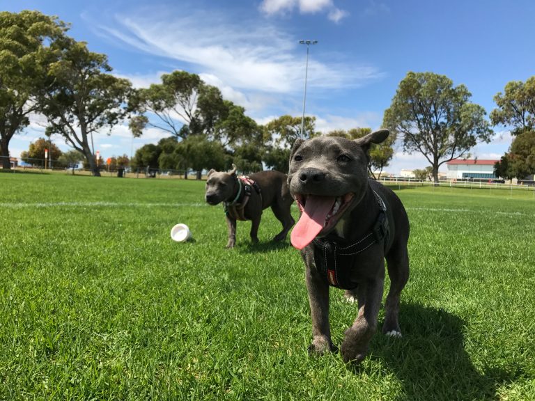Best Dog Parks in the Quad Cities