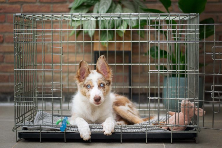 7 Guaranteed Steps For Crate Training That Works!
