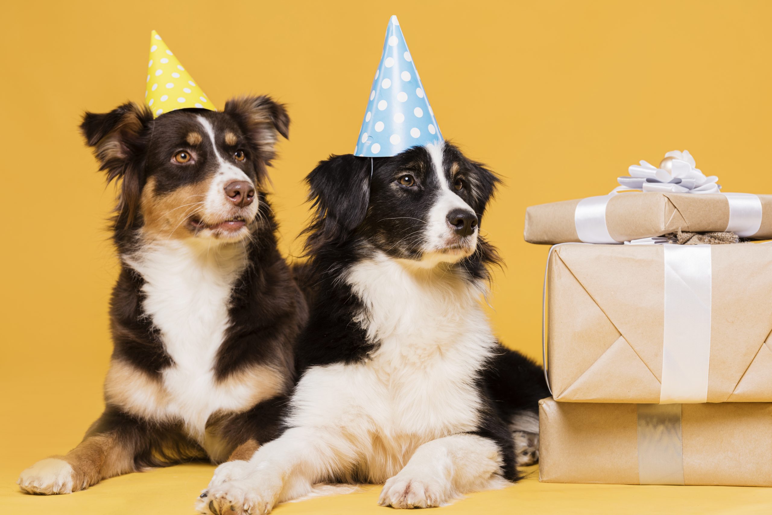 Gift Ideas for Dogs