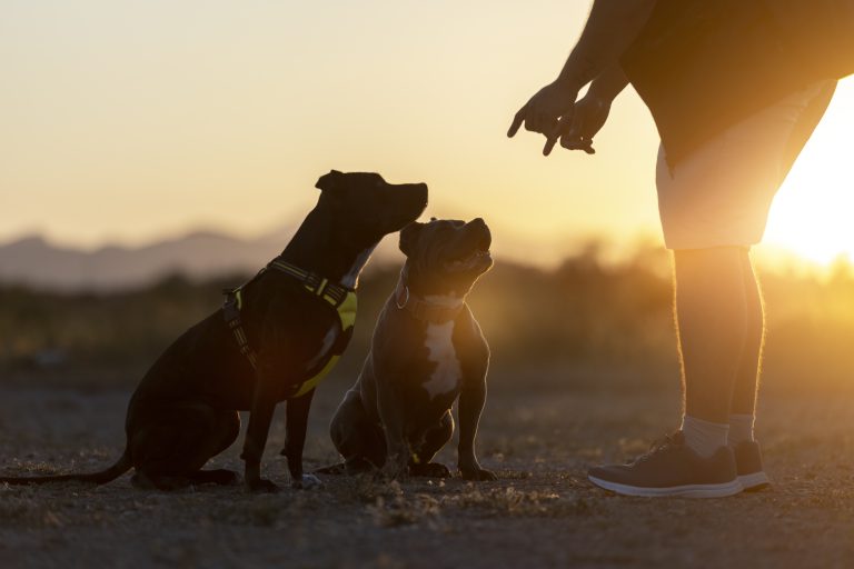 Historic Moments That Changed the Way We See Dogs