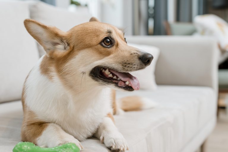 9 Everyday Sounds Dogs Hate (and How to Calm Them)