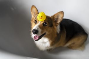 6 Reasons Dogs Tilt Their Heads That Will Surprise You