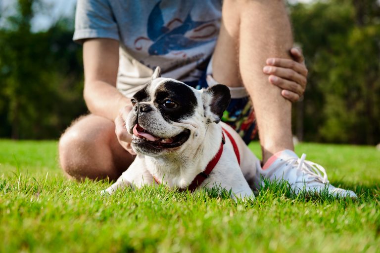 Dog Lifestyle & Health