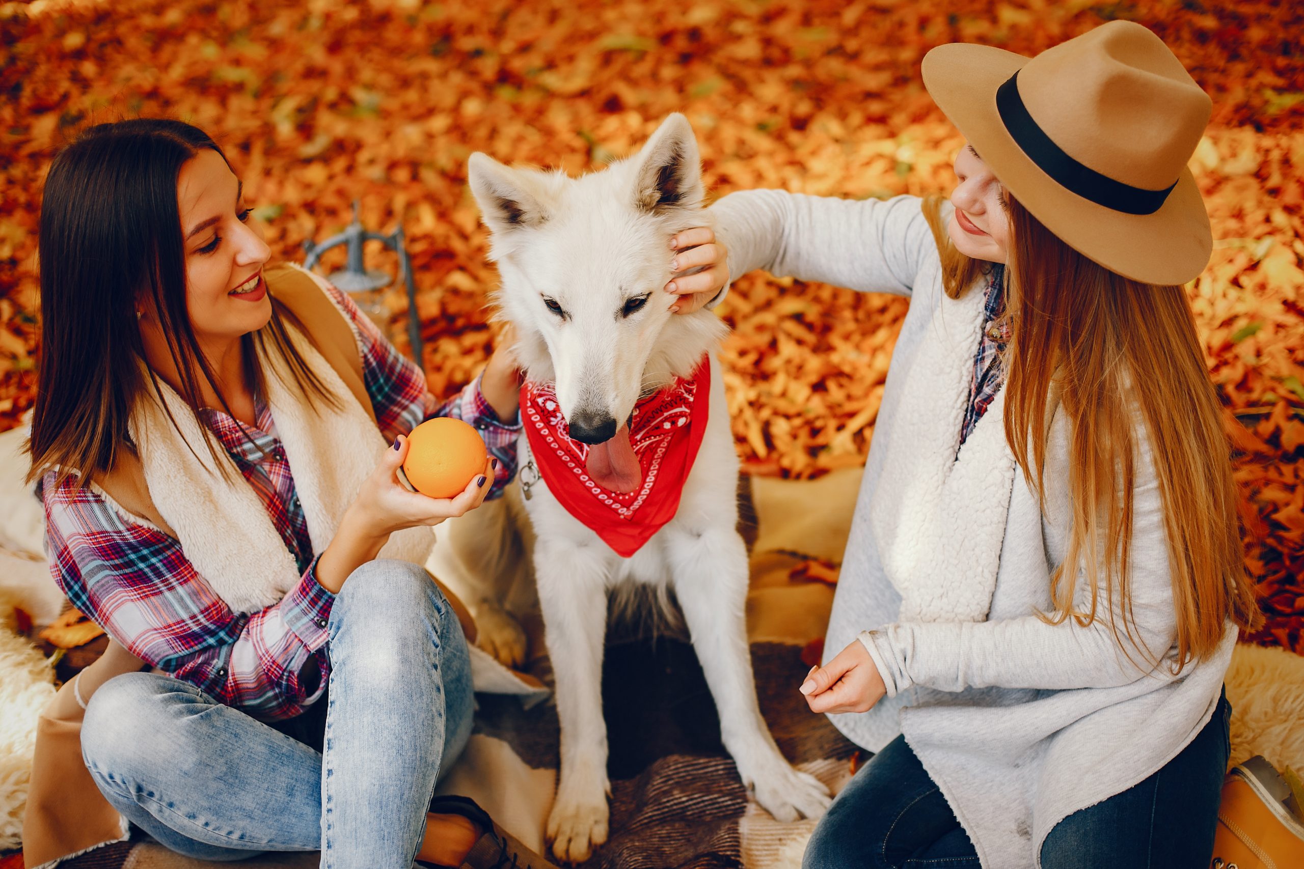 Make Halloween Night Less Scary for Your Pup