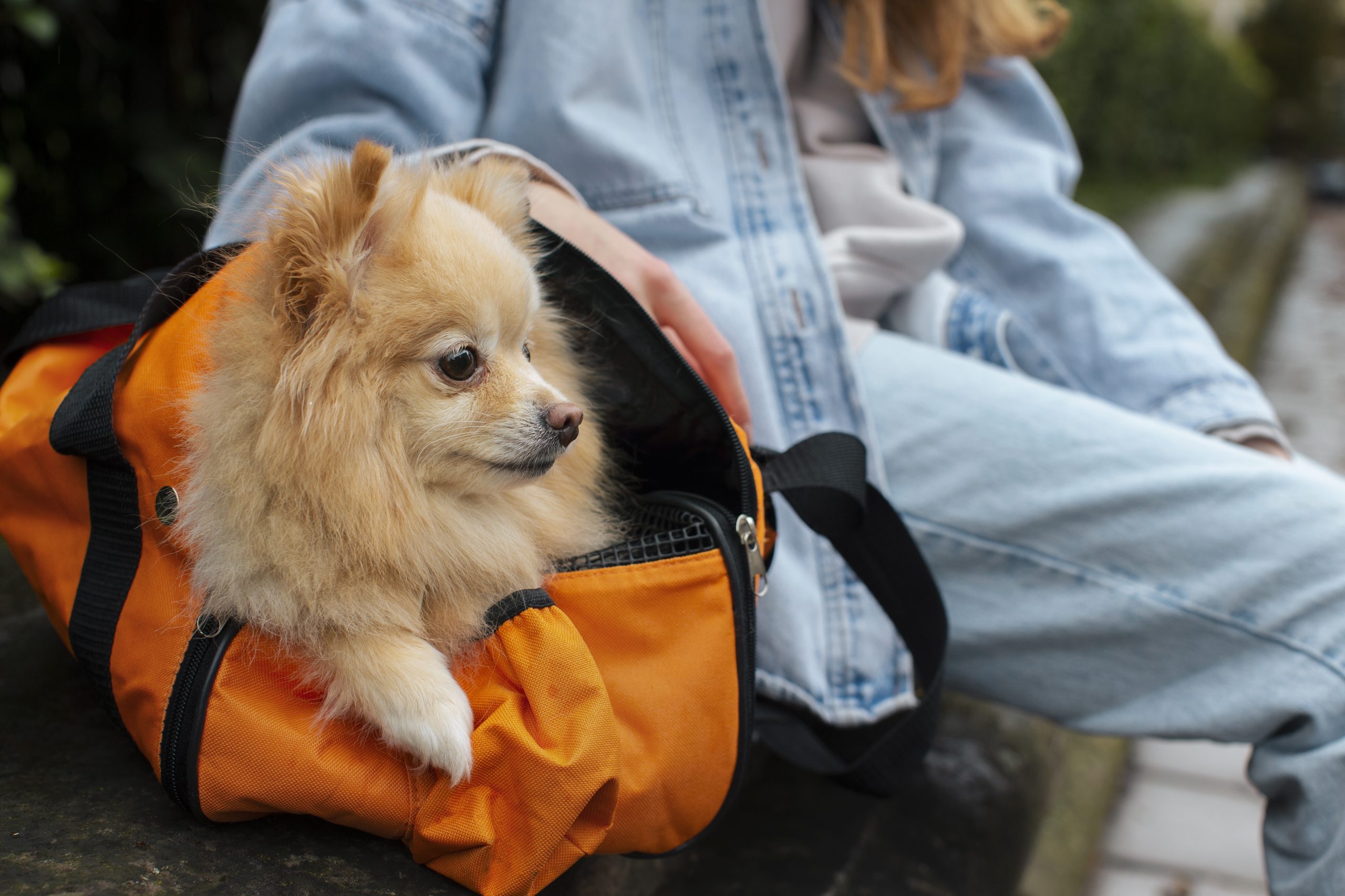 Holiday Travel Training Tips for Dogs