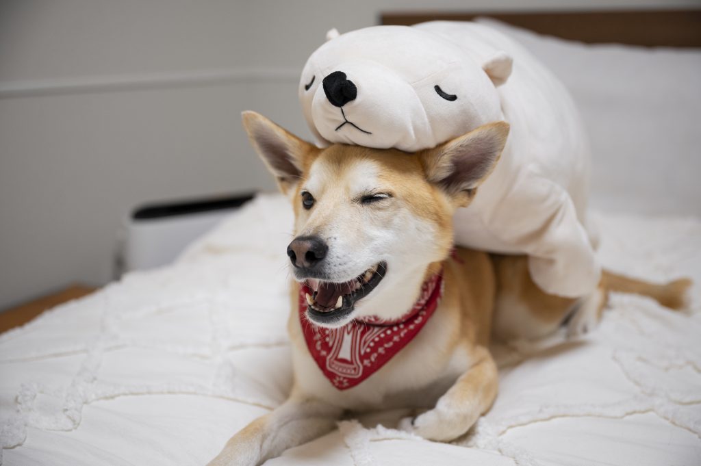 Everyday Objects Dogs Form Emotional Attachments To: 6 Powerful and Surprising Examples