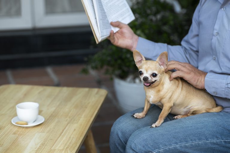 Reintroduce Alone Time for Dogs