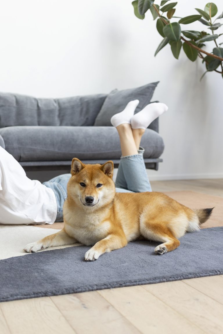 Everyday Habits to Help Your Dog Feel Secure: 5 Powerful and Positive Ways to Build a Happier Home