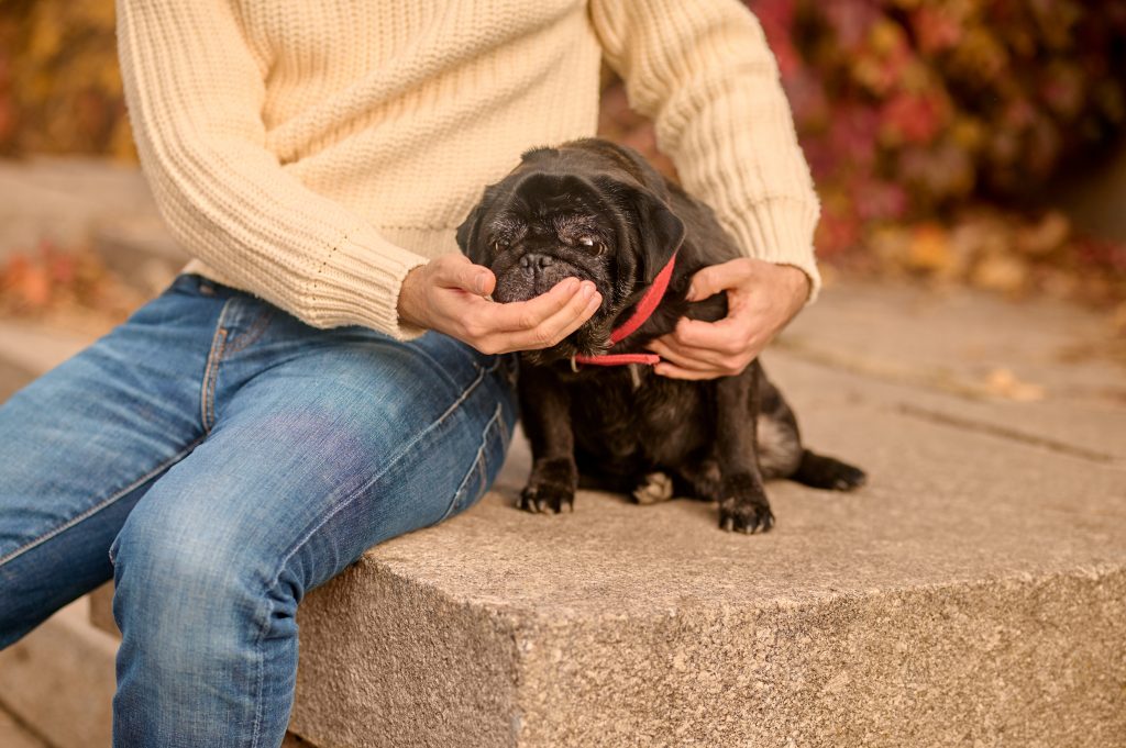 GPS Collars and Dog Anxiety