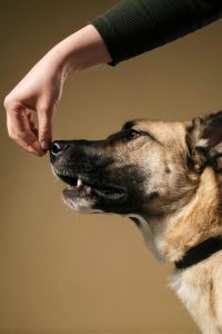 Training Tricks That Improve Dogs Focus