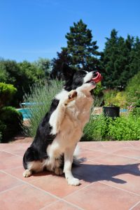 Training Tricks That Improve Dogs Focus