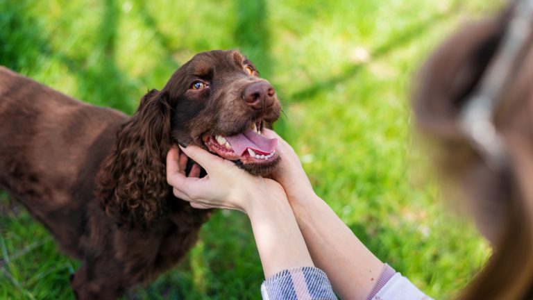 Quiet Behaviors That Show Your Dog Is Mentally Engaged