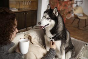 7 Indoor Activities to Keep Your Dog Happy During Cold Days