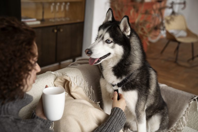 7 Indoor Activities to Keep Your Dog Happy During Cold Days