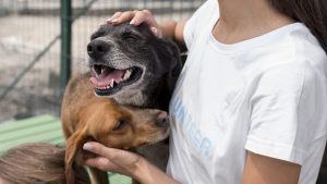 Rescue Dogs