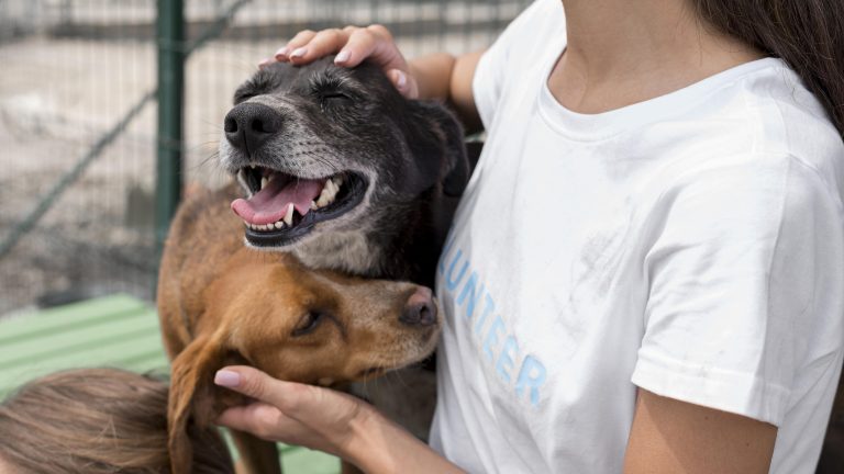 Rescue Dogs